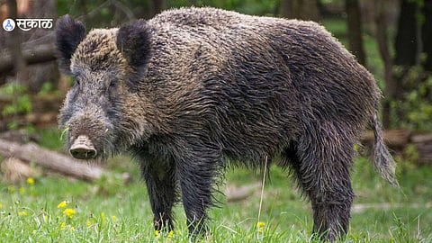 Wild Boar Attack in Ardhapur: Two Women Workers Injured