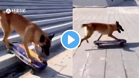 Dog Viral Video