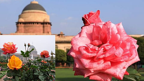 Rose Day 2023 Once Mughal Garden and present Amrit Udyan Why is it famous for roses