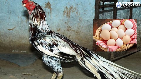 aseel hen 