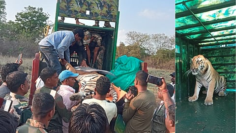 Tiger in Gadchiroli City