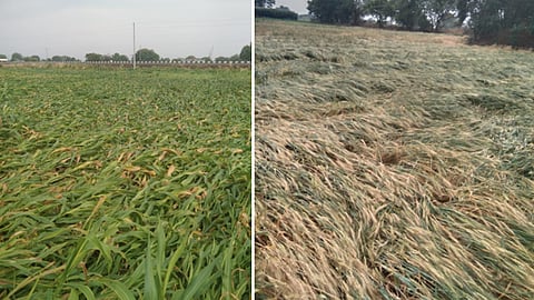 Agriculture Loss