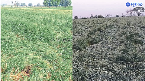 Nashik Unseasonal Rain Damage 