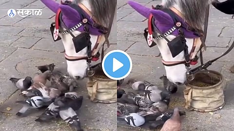Viral Video