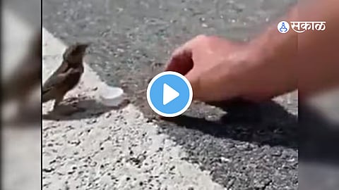 Viral 
