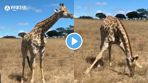 Giraffe