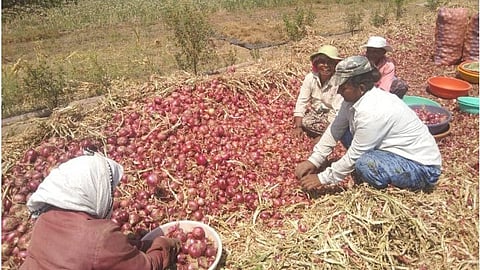 onion Kanda Anudan