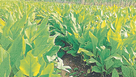 Agriculture news