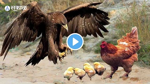 Video Viral