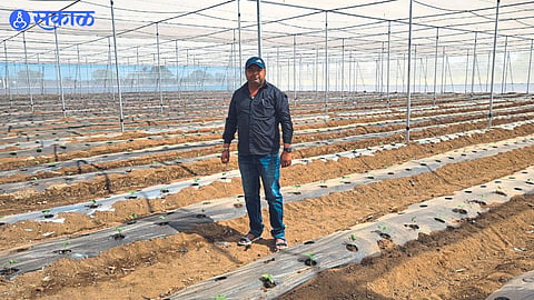 Farming done by farmer Malhar Kumbhar in modern way.