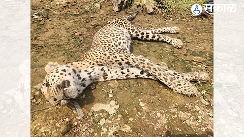 Dead female leopard