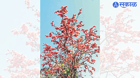 A flowering palas tree in the taluka
