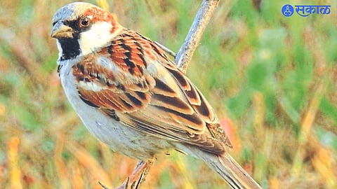 sparrow count activity 3 day Maharashtra wide online  will be conducted from March 18 to 20 jalgaon news