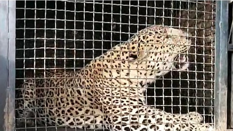 Leopard