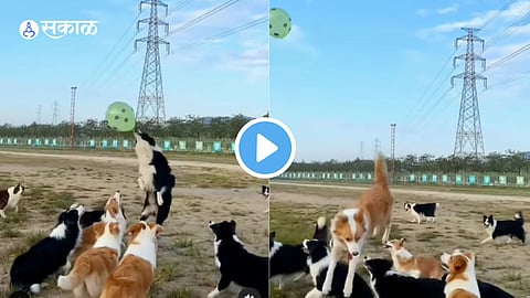 Viral Video 