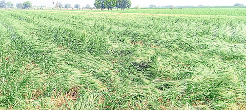 unseasonal rain govt should help farmers by making Panchnama of damaged crops immediately 