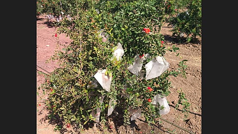 Pomegranate Tree