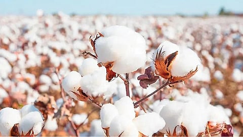 Cotton News