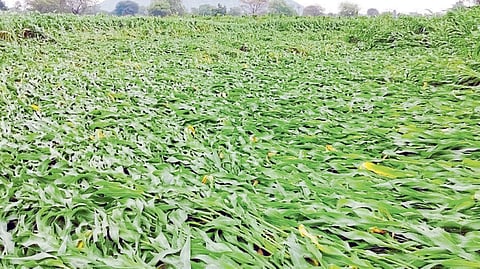 unseasonal rain agriculture loss