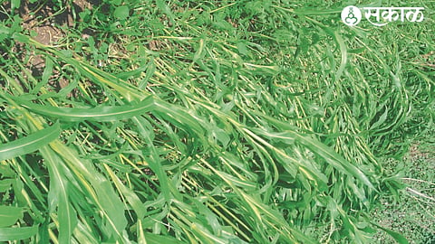 Damage to crops due to hailstorm in the area on Friday.