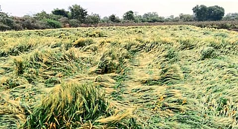 Hingoli Rain News