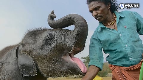 oscar winning short film the elephant whisperers parenting story and where to watch
