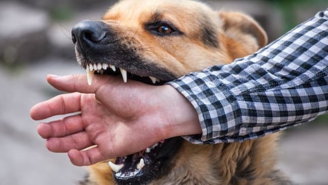 Dog Bite