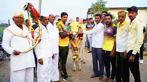 bull running