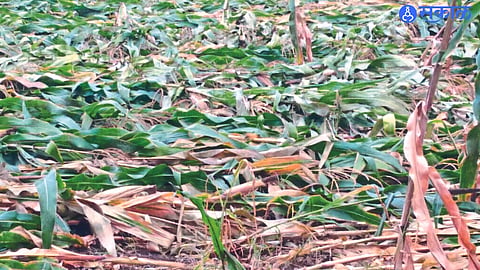 Storm damage to harvested sorghum.
