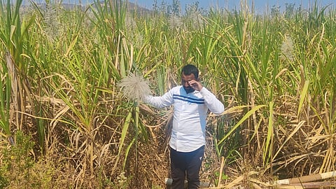 Sugarcane Crop cultivated Farmers in Paschim Haveli agriculture

