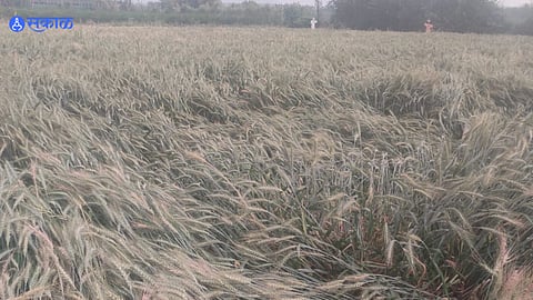 Damage to the wheat crop due to untimely rains of heavy hail in the middle of the night.
