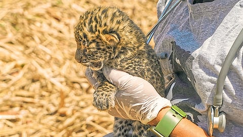 Leopard 