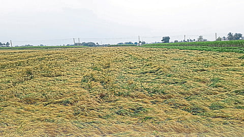 Agriculture Loss