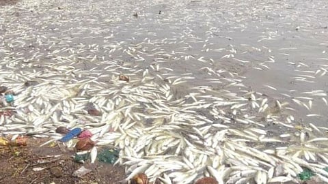 Krishna River News