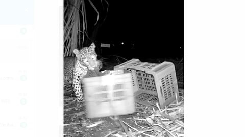 Leopard Calf