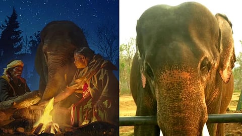 The Elephant Whisperers-Oscar winning shortfilm