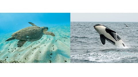 Sea Life