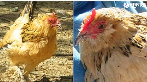 Grandmother Hen 