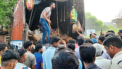 Cattle herded in trucks for slaughter.
