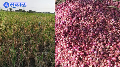 Due to untimely rains, the onion in the field is slowly on the verge of perishing
