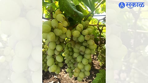 Grapes