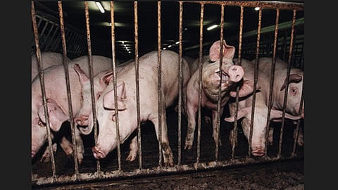 Pig