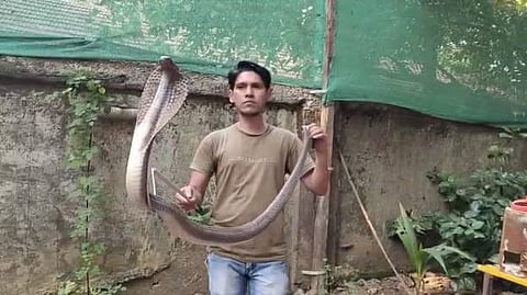 black Cobra 