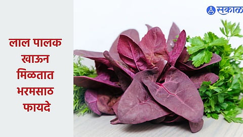 Red Spinach Health Tips
