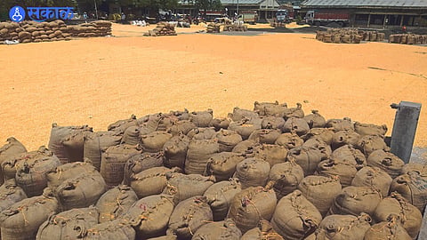 Maize kept in market committee premises.
