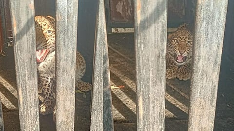 leopard