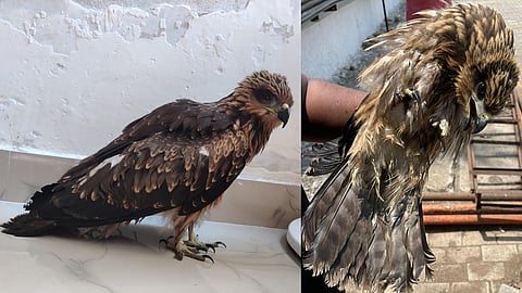 Ghar Bird