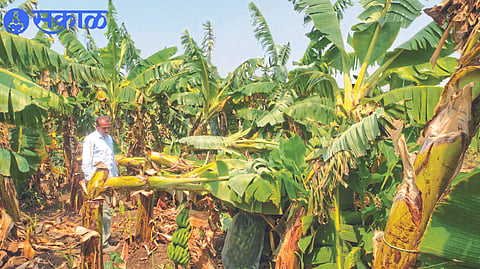 Damage to banana crop due to unseasonal rain.

