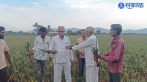 Farmer Baliram Jadhav showing onion found in hail to MLA Dilip Borse.