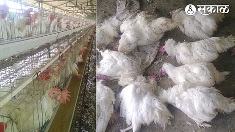 Poultry Affected by Summer Heat